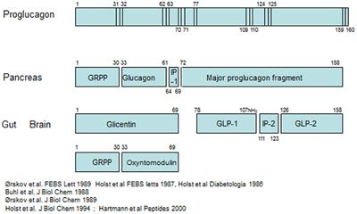 Glucagon and other proglucagon-derived peptides in the pathogenesis of obesity